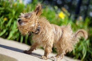 Designer dog breeds