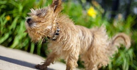 Designer dog breeds