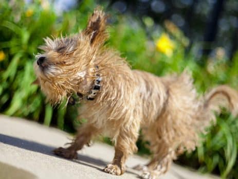 Designer dog breeds