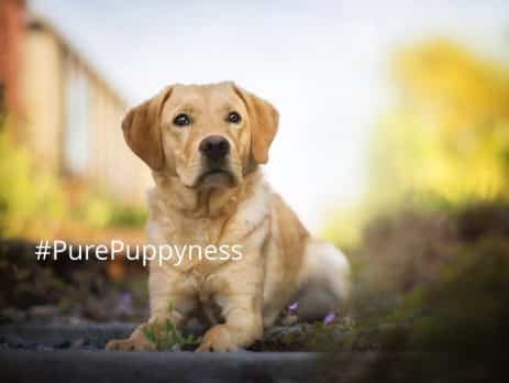 Help my dog is eating poop
