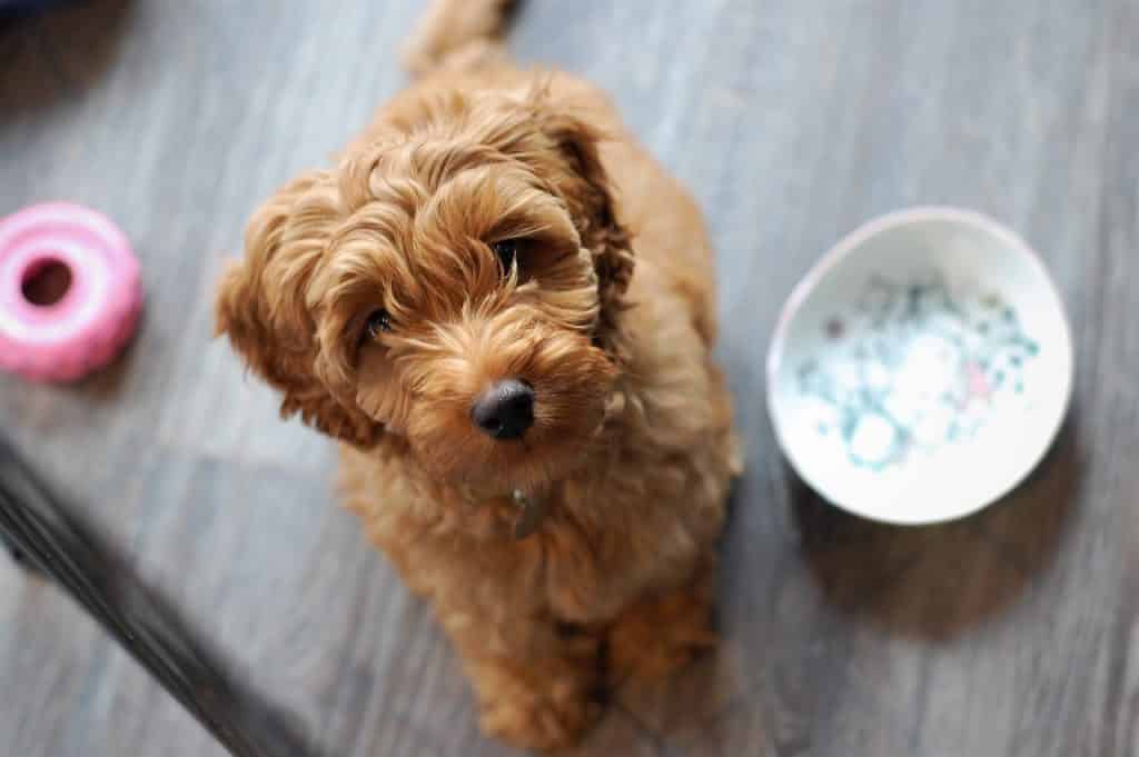 Hypoallergenic dogs