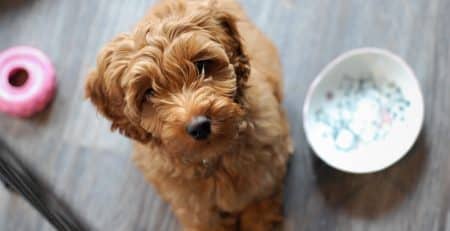 Hypoallergenic dogs