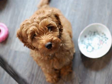Hypoallergenic dogs