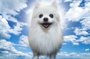 gabe the dog