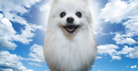 gabe the dog