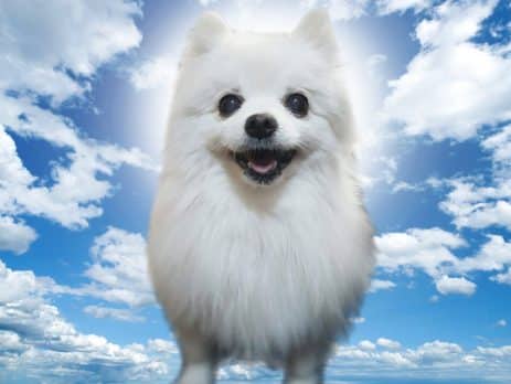 gabe the dog
