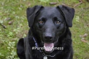 Black dogs