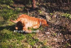 Countryside rules for your dog