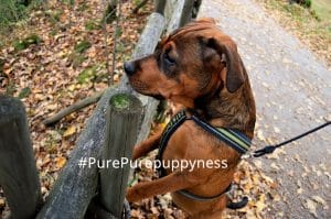 Top 10 Dog Stories for all