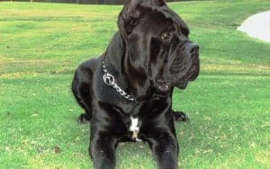 Italian Dog Breeds (Part I)