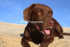 Sunburn in dogs
