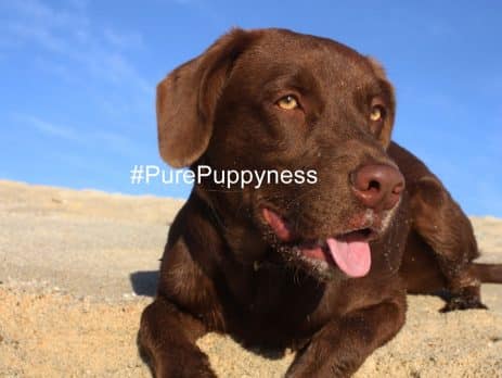 Sunburn in dogs