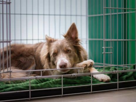 Crate Training for your Dog blog newDoggy.com