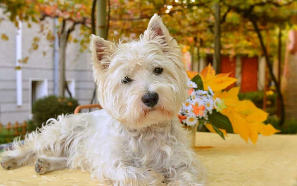 travelling with your dog