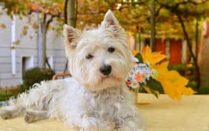 travelling with your dog