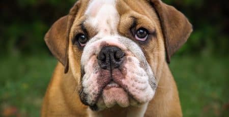 cherry eye