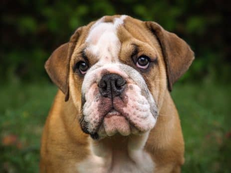 cherry eye