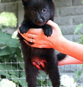 muzzle suitable for boxer