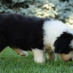 Bobtail-for-sale-Nikita1