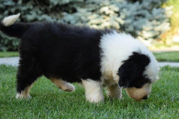 Nikita Bobtail Nikita Bobtail