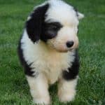 Bobtail-for-sale-Nikita2