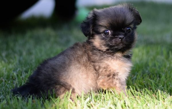 Belle Pekingese Belle Pekingese