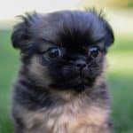 Pekingese-for-sale-Belle2