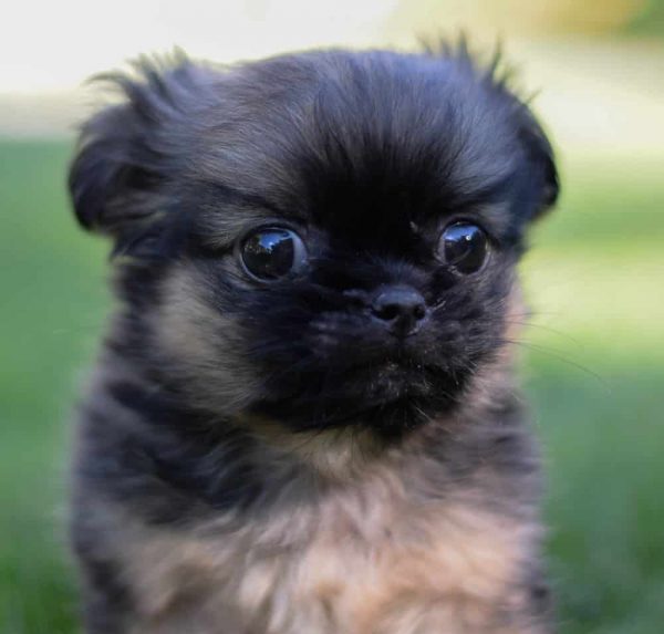 Belle Pekingese Belle Pekingese