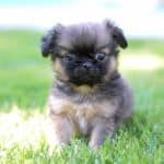 Pekingese-for-sale-Belle3