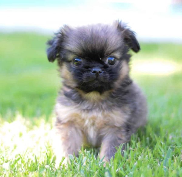 Belle Pekingese Belle Pekingese