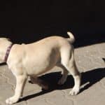 Bullmastiff-for-sale-Charon2