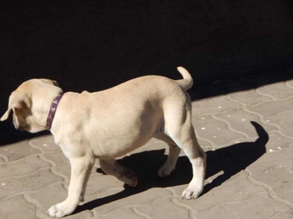 Charon Bullmastiff