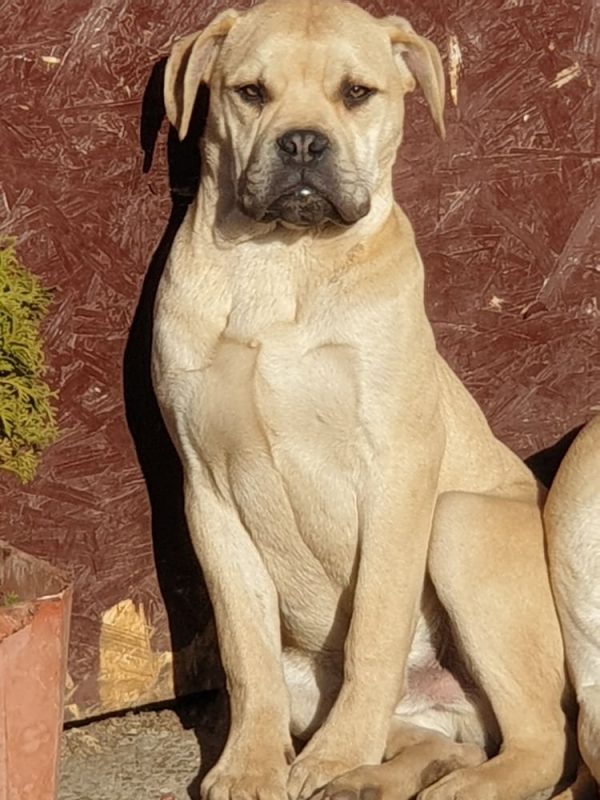 Charon Bullmastiff
