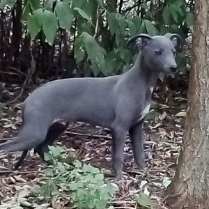 Puppies And Dogs For Sale New Doggy