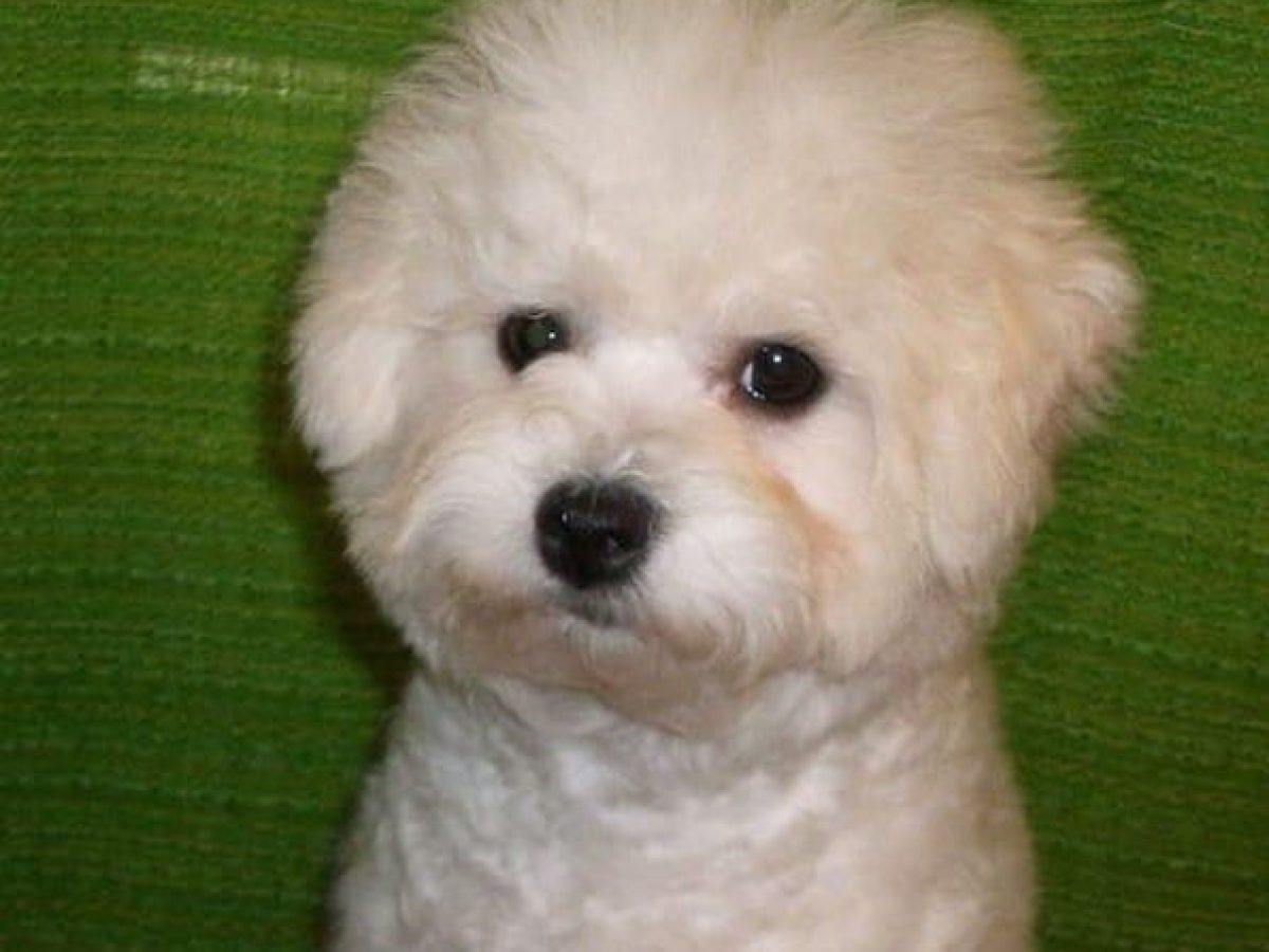 Bolognese Dogs and Puppies for sale