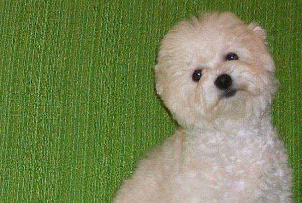 Phoebe Bolognese