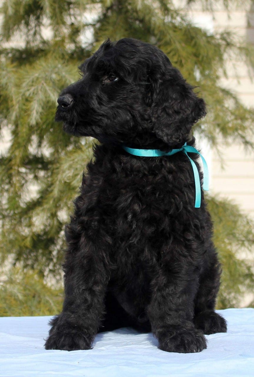 Amade Purebred, healthy Black Russian Terrier puppy for sale