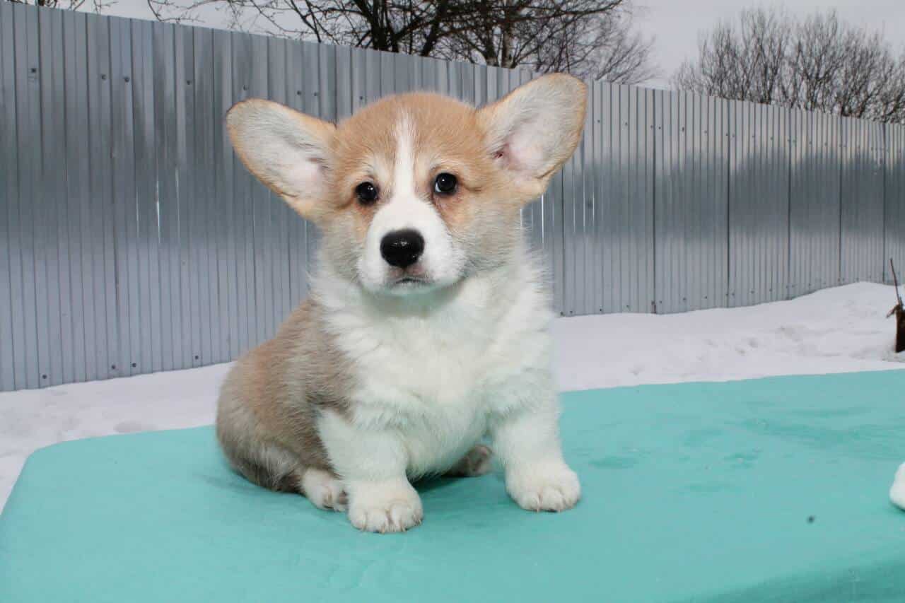 Barry Welsh Corgi sold NewDoggy.com