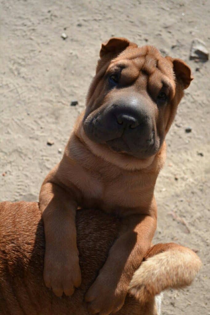 Edvin Purebred, healthy Shar Pei puppy for sale