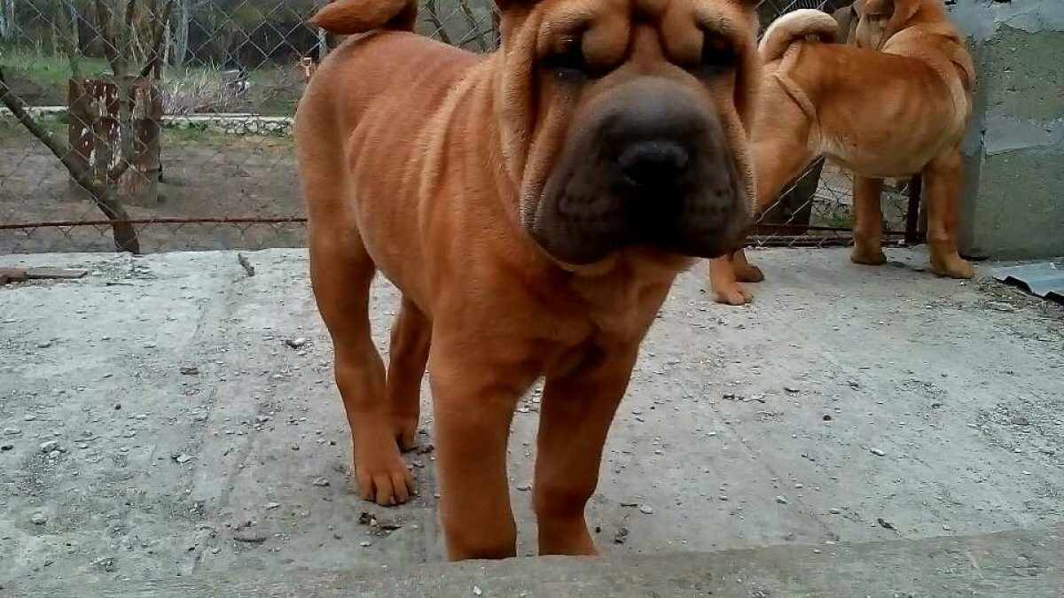 Shar Pei Dogs and Puppies for sale