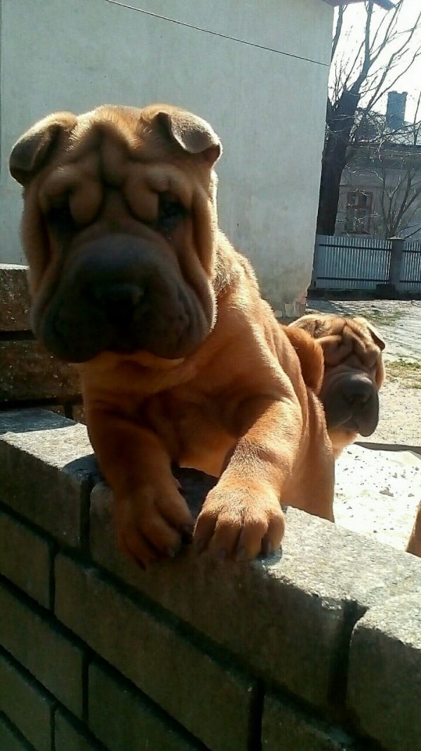 Edvin Shar Pei