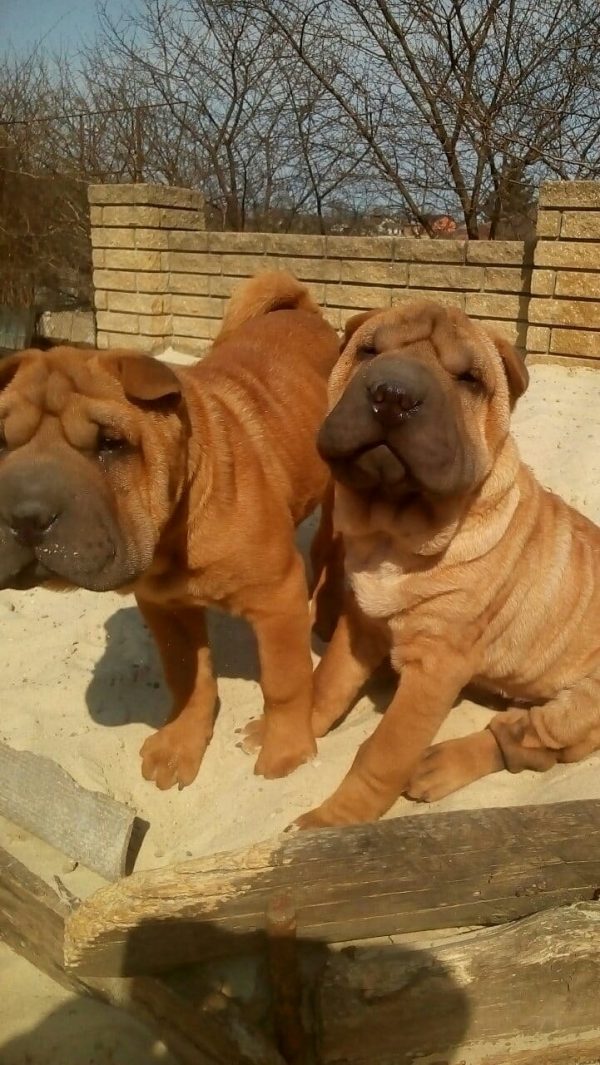 Edvin Shar Pei