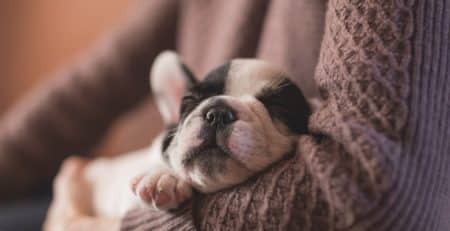 Puppyhood Sicknesses blog NewDoggy.com