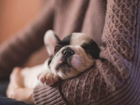 Puppyhood Sicknesses blog NewDoggy.com