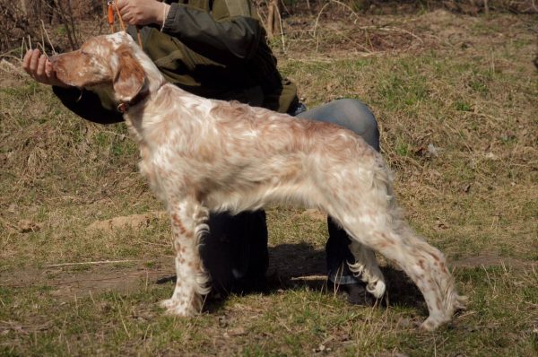 Mishel English Setter