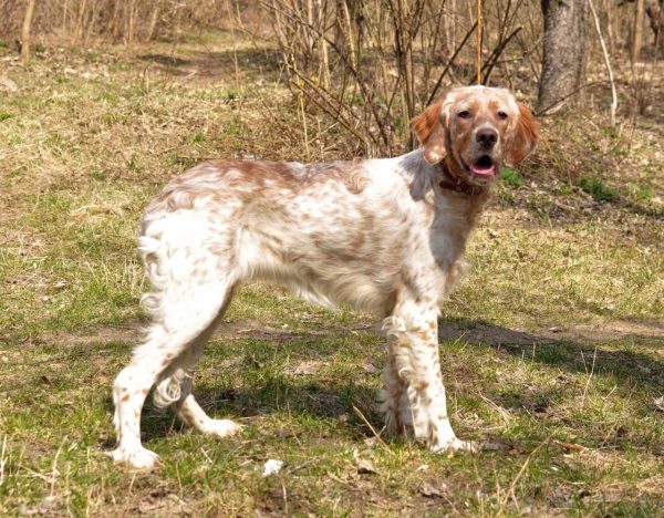 Mishel English Setter