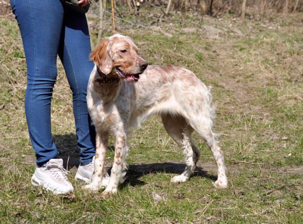Mishel English Setter