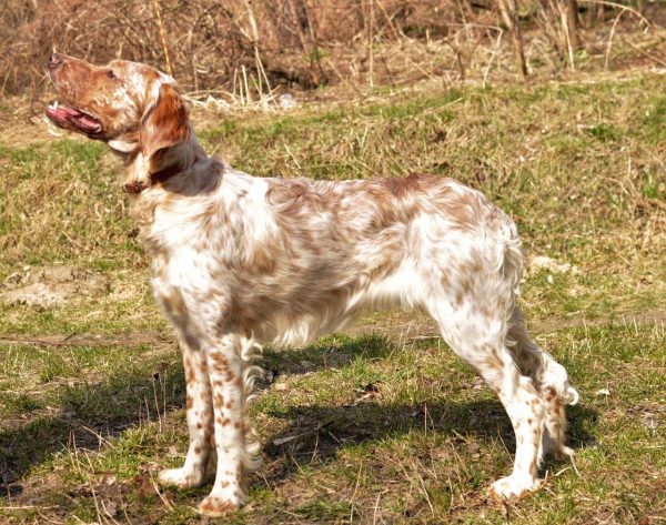 Mishel English Setter