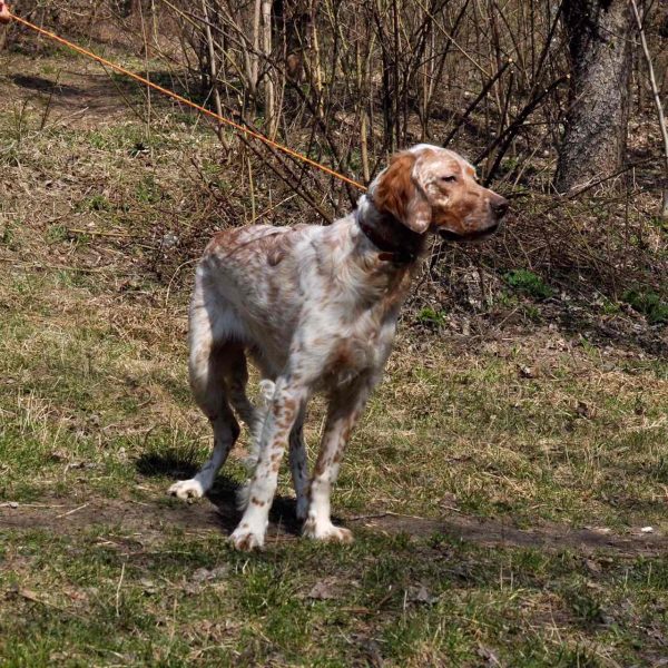 Mishel English Setter