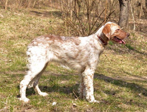 Mishel English Setter